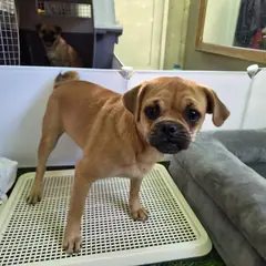 칠곡군 갈색&검정 믹스견 암컷