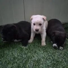 칠곡군 검정&흰색 믹스견 암컷
