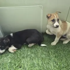 칠곡군 갈색&검정&흰색 믹스견 수컷