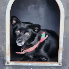 예천군 검정색 믹스견 암컷