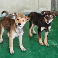 예천군 갈색 믹스견 수컷