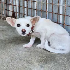 예천군 흰색 믹스견 암컷