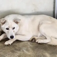 예천군 흰색 믹스견 수컷