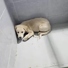 울진군 흰색 믹스견 수컷