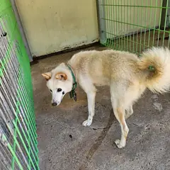 울진군 흰색 믹스견 암컷
