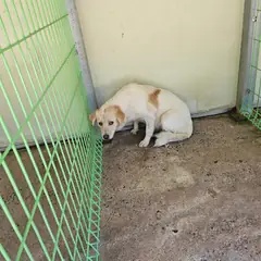 울진군 흰색&황갈색 믹스견 암컷
