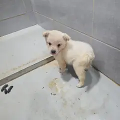 울진군 흰색 믹스견 암컷