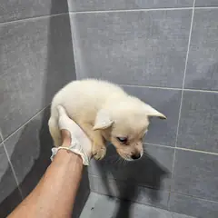 울진군 흰색 믹스견 수컷