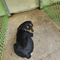 울진군 검정색 믹스견 암컷