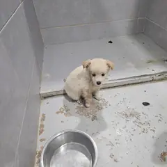 울진군 흰색 믹스견 암컷