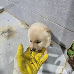 울진군 흰색 믹스견 암컷