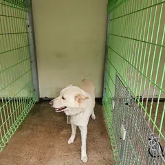 울진군 흰색 믹스견 암컷