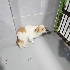 울진군 검정&황갈색 믹스견 암컷