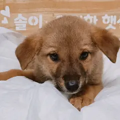 진주시 갈색&검정 믹스견 수컷