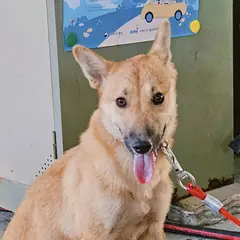 진주시 갈색 믹스견 암컷