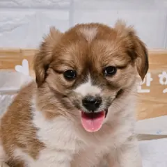 진주시 갈색&검정&흰색 믹스견 암컷