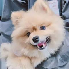 진주시 검정&황갈색 포메라니안 수컷