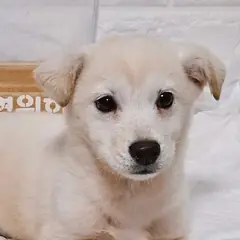 진주시 흰색 믹스견 수컷