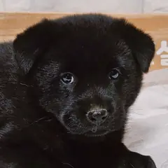 진주시 검정색 믹스견 암컷