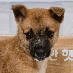 진주시 갈색&검정 믹스견 수컷