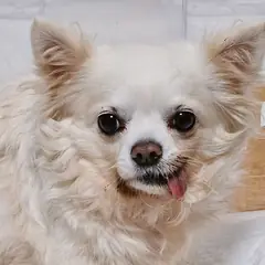 진주시 흰색 치와와 수컷