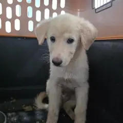 통영시 흰색 믹스견 암컷