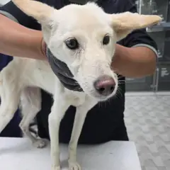 통영시 흰색 믹스견 암컷