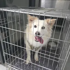 통영시 크림색 믹스견 암컷
