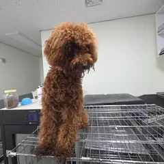 통영시 갈색 푸들 수컷