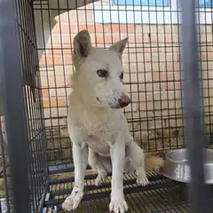 통영시 흰색 믹스견 암컷