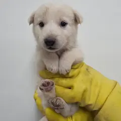 통영시 크림색 믹스견 수컷