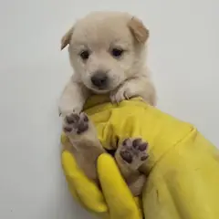 통영시 크림색 믹스견 암컷