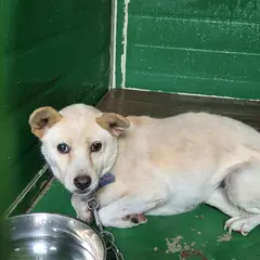 사천시 크림색 믹스견 암컷