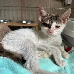 사천시 흰색/검은색 얼룩무늬 한국 고양이 암컷