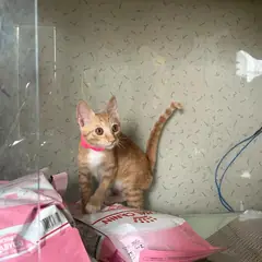 사천시 레몬색&흰색 한국 고양이 암컷