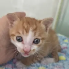 사천시 기타(치즈) 한국 고양이 암컷