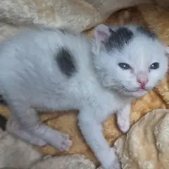 사천시 기타(흰.검은색) 한국 고양이 수컷