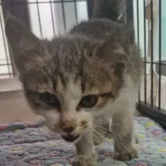 사천시 기타(고등어) 한국 고양이 수컷