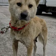 사천시 갈색 믹스견 암컷