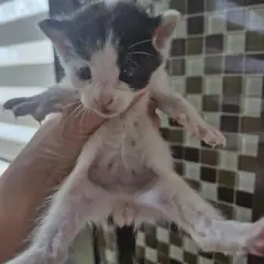 사천시 흰색/검은색 얼룩무늬 한국 고양이 성별 미상