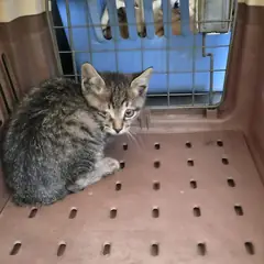 김해시 기타(검갈색) 한국 고양이 성별 미상