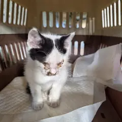 김해시 흰색/검은색 얼룩무늬 한국 고양이 성별 미상