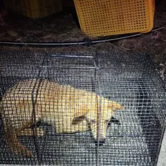 김해시 갈색 믹스견 수컷