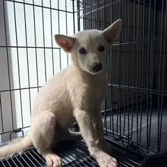 밀양시 흰색 믹스견 암컷