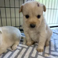 밀양시 흰색 믹스견 수컷