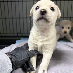 밀양시 흰색 믹스견 수컷