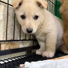 밀양시 흰색 믹스견 수컷