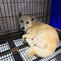 밀양시 흰색 믹스견 수컷