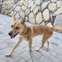 거제시 갈색 믹스견 수컷