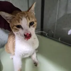거제시 레몬색&흰색 한국 고양이 성별 미상